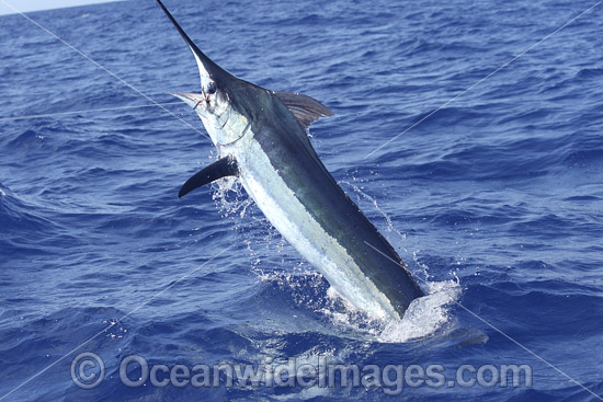 Blue Marlin on surface photo