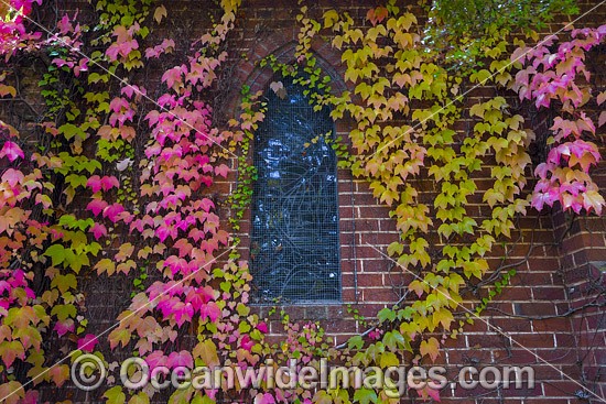 Autumn Leaves on chapel photo