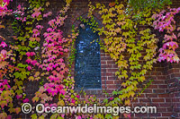 Autumn Leaves on chapel Photo - Gary Bell