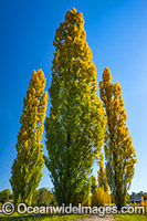 Poplar trees Armidale Photo - Gary Bell