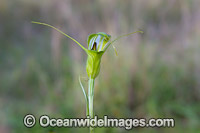 Metcalf's Greenhood Orchid Photo - Gary Bell