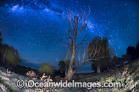 Stars New South Wales Photo - Gary Bell