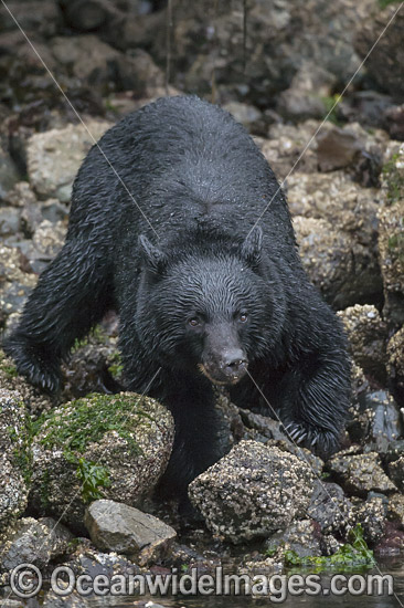 Black Bear in Canada photo