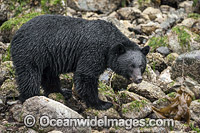Black Bear in Canada Photo - Michael Patrick O'Neill