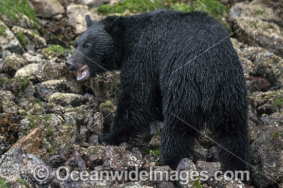 Black Bear in Canada photo