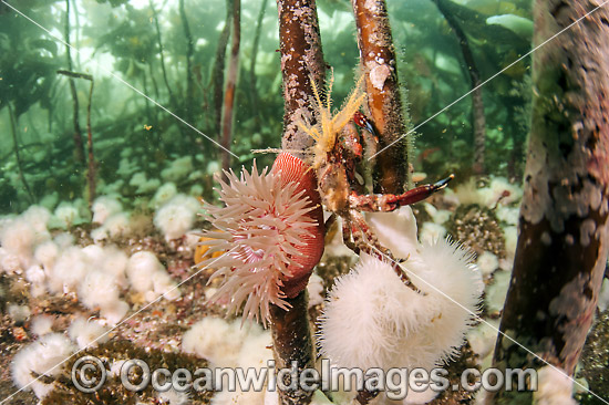 Northern Kelp Crab in kelp photo