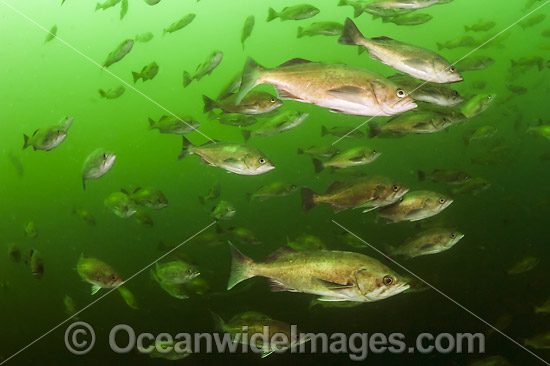 Silvergray Rockfish Sebastes brevispinis photo