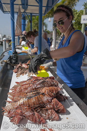 Reef count of invasive Lionfish photo