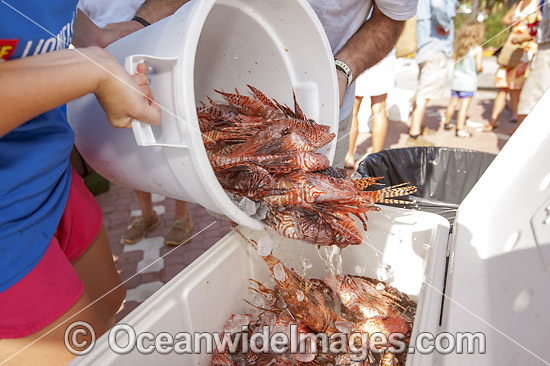 Volunteers count invasive Lionfish photo
