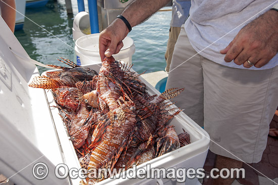 Invasive Lionfish Florida photo