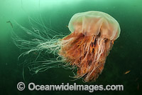 Lions Mane Jellyfish Canada Photo - Michael Patrick O'Neill