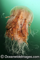 Lions Mane Jellyfish Canada Photo - Michael Patrick O'Neill