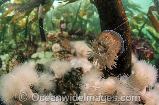 Short Plumose Anemone in kelp photo