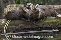 North American River Otters Photo - Michael Patrick O'Neill