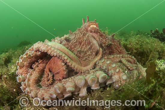 Giant Pacific Octopus Enteroctopus dofleini photo