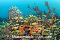 Fish and coral Palm Beach Photo - Michael Patrick O'Neill