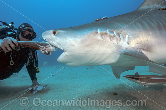 Diver feeding Tiger Shark Florida photo