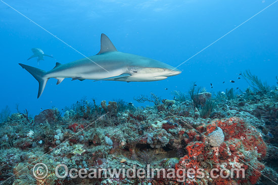 Caribbean Reef Shark Juno Beach Florida photo