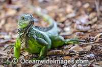 Green Iguana USA Photo - Michael Patrick O'Neill