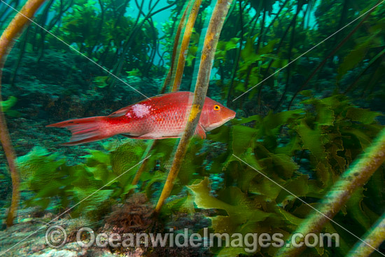 Red Pigfish Bodianus unimaculatus photo