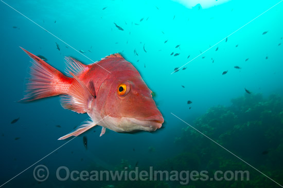 Red Pigfish New Zealand photo