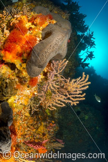 New Zealand Reef Scene photo