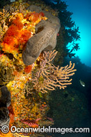 New Zealand Reef Scene Photo - Justin Gilligan