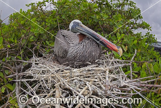 Brown Pelican Galapagos photo