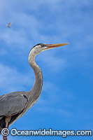 Great Blue Heron Ardea herodias Photo - David Fleetham