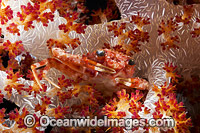 Spider Crab in Alcyonarian Soft Coral Photo - David Fleetham