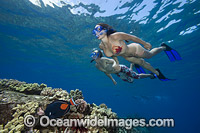 Snorkeling Hawaii Photo - David Fleetham