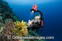 Diver photographing Feather star Photo - David Fleetham