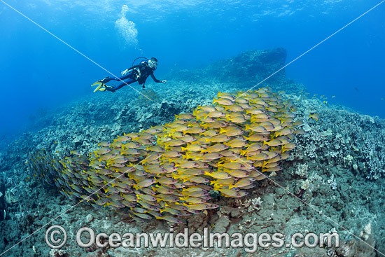 Diver with schooling snapper photo