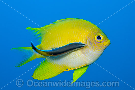Golden Damsel cleaned by wrasse photo