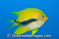 Golden Damsel cleaned by wrasse Photo - David Fleetham