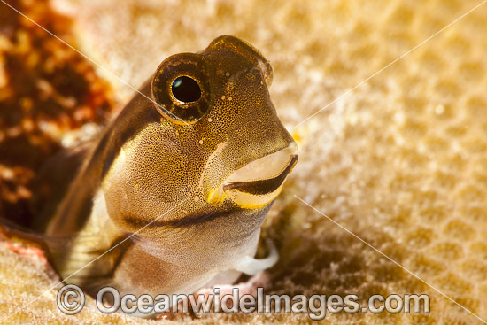 Combtooth Blenny in a hole photo