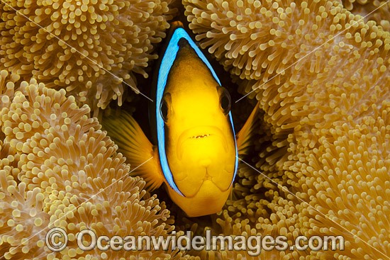 Orange-fin Anemonefish photo