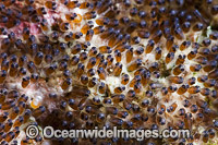 Clark's Anemonefish eggs Photo - David Fleetham
