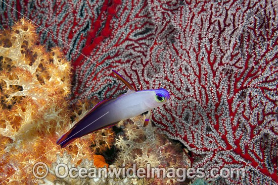 Purple Fire Goby photo
