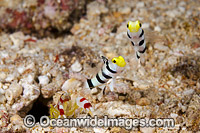 Yellownose Shrimp Gobies Photo - David Fleetham