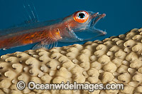 Whip Coral Goby Photo - David Fleetham