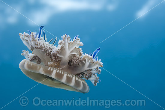 Upside-down Jellyfish Florida photo