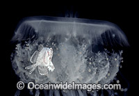 Medusa fish in Crowned Jellyfish Photo - David Fleetham