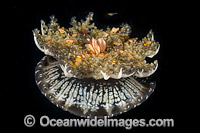 Upside-down Jellyfish Florida Photo - David Fleetham