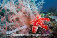 Soft Coral and Sea Star Photo - David Fleetham