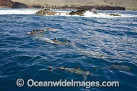 Spinner Dolphins Hawaii Photo - David Fleetham