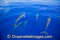 Spinner Dolphins Micronesia Photo - David Fleetham