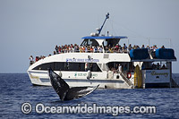 Humpback Whale Watching Boat Photo - David Fleetham