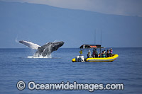 Humpback Whale Tourism Photo - David Fleetham