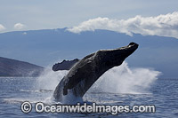 Humpback Whale Photo - David Fleetham